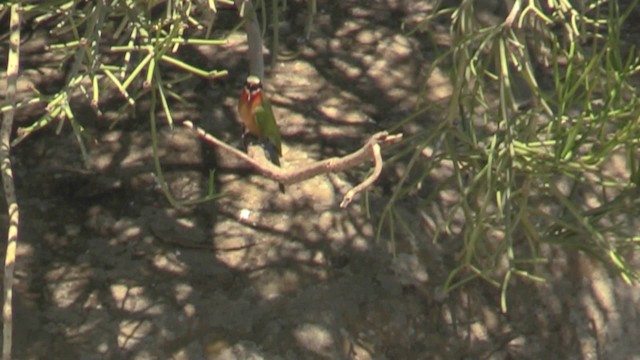 White-fronted Bee-eater - ML201055581