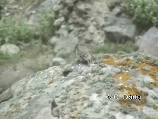 Cinereous Bunting (Gray-bellied) - ML201056001