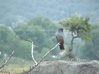 Red-footed Falcon - ML201056071