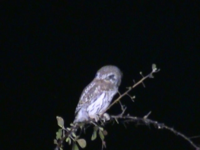 Pearl-spotted Owlet - ML201056771
