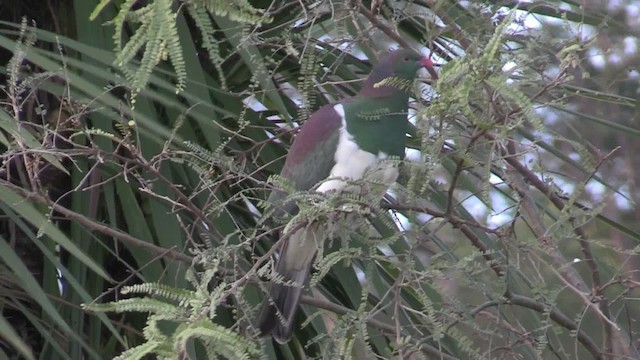 New Zealand Pigeon (New Zealand) - ML201057171
