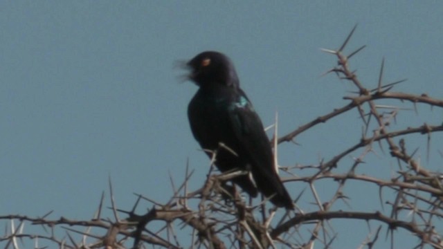 Black-bellied Starling - ML201057191