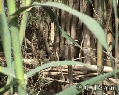 Black-crowned Tchagra (Hooded) - ML201057791