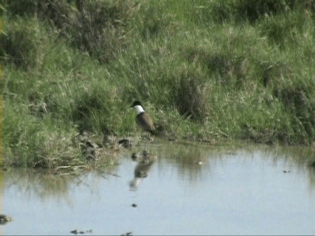 Spur-winged Lapwing - ML201058111