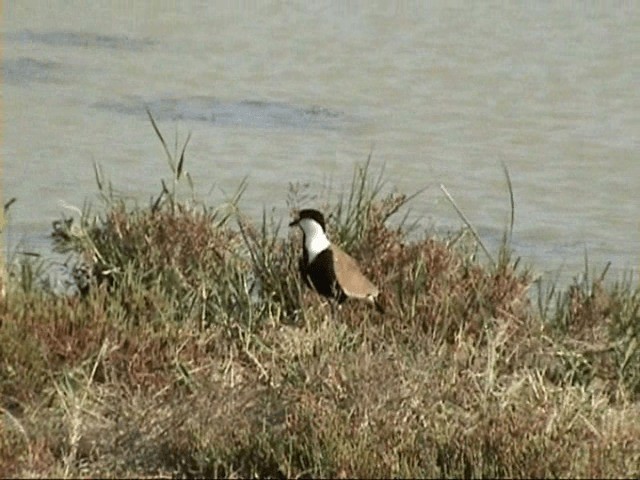 Spur-winged Lapwing - ML201058131
