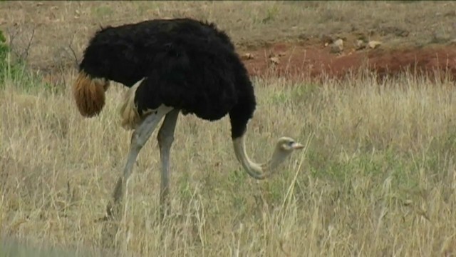 Common Ostrich - ML201058431