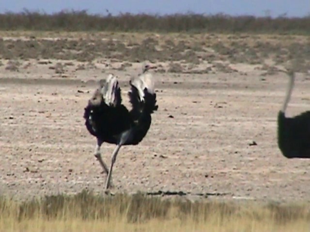 Common Ostrich - ML201058451