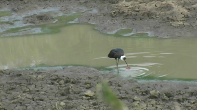 African Woolly-necked Stork - ML201058581