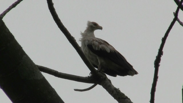 Palm-nut Vulture - ML201059281