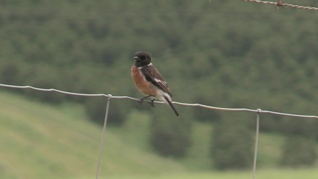 African Stonechat - ML201059341
