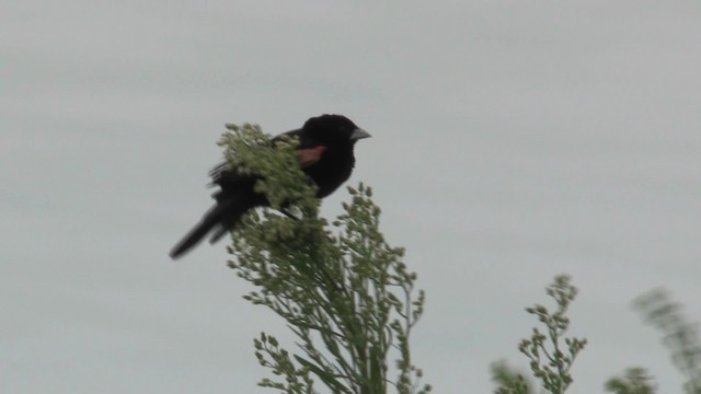 Fan-tailed Widowbird - ML201059351