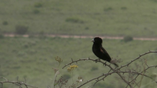 Fan-tailed Widowbird - ML201059361