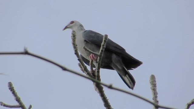 Andaman Wood-Pigeon - ML201059441