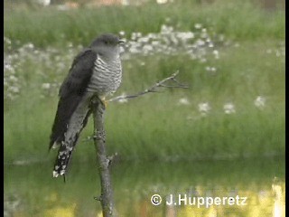 Common Cuckoo - ML201059801