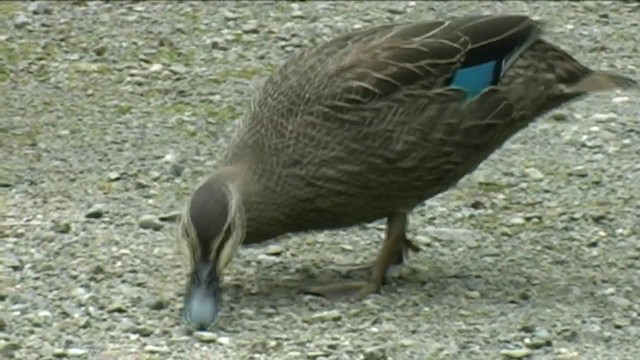 Pacific Black Duck - ML201060231