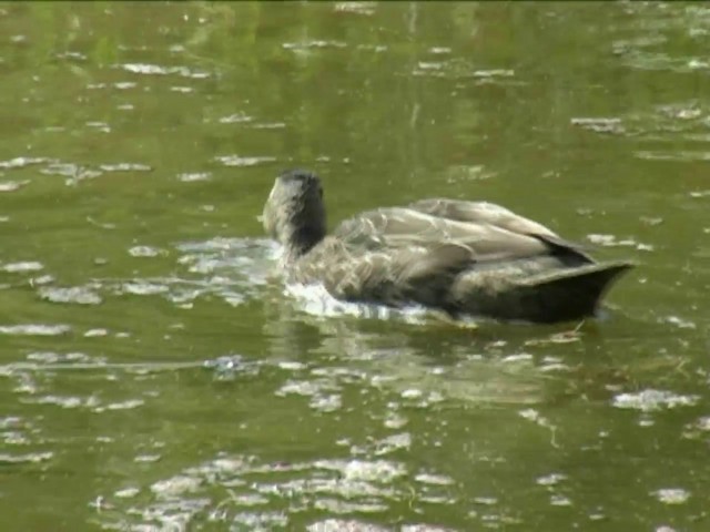 Pacific Black Duck - ML201060241