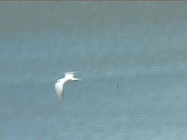 Australian Tern - ML201060331