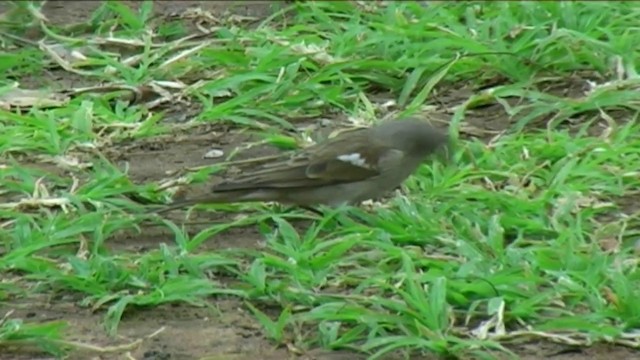 Southern Gray-headed Sparrow - ML201060381