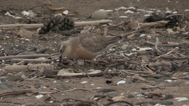 Red-breasted Dotterel (Northern) - ML201061101