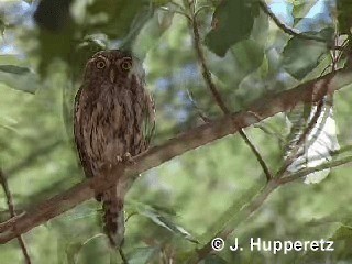 Pearl-spotted Owlet - ML201061331