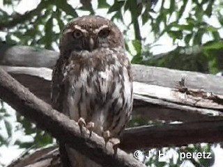 Pearl-spotted Owlet - ML201061341