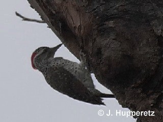 Nubian Woodpecker - ML201061371
