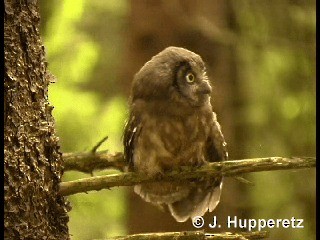 Boreal Owl (Tengmalm's) - ML201061501