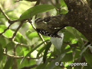 Brown-capped Pygmy Woodpecker - ML201061691