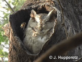 Indian Scops-Owl - ML201061761