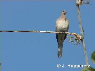Laughing Dove - ML201061801
