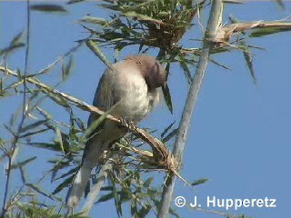 Laughing Dove - ML201061811
