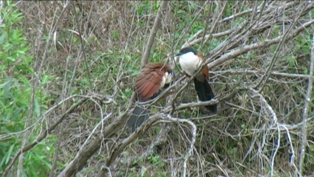 White-browed Coucal (Burchell's) - ML201062061