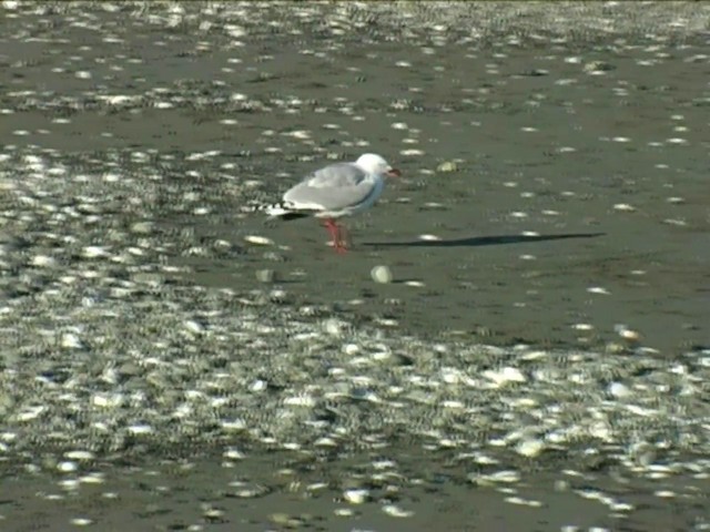 Silver Gull (Red-billed) - ML201062291