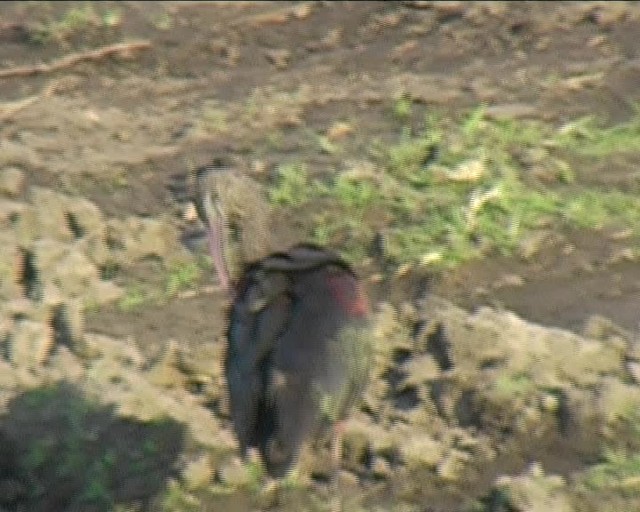 ibis hnědý - ML201062601