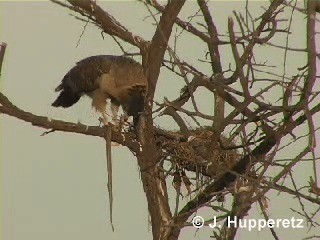 Crested Serpent-Eagle (Crested) - ML201063061