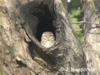 Spotted Owlet - ML201063201