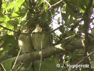 Spotted Owlet - ML201063211