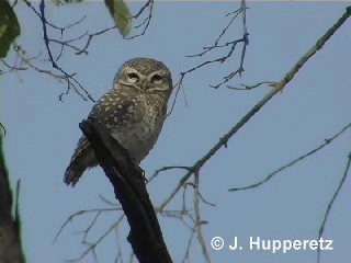 Spotted Owlet - ML201063221