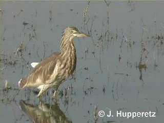 Indian Pond-Heron - ML201063291