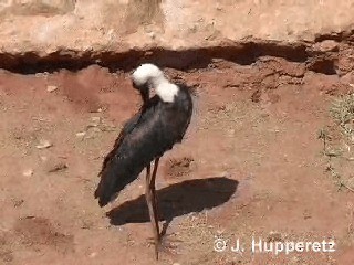 African Woolly-necked Stork - ML201063421
