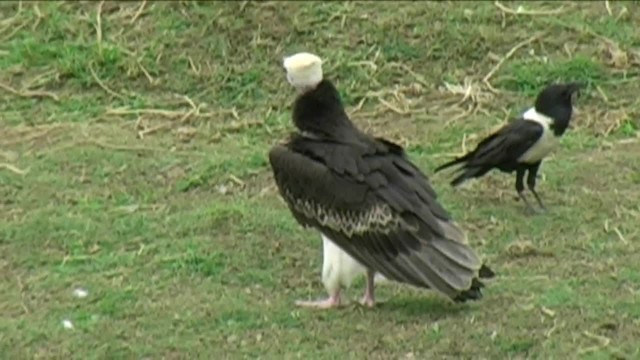 White-headed Vulture - ML201063901