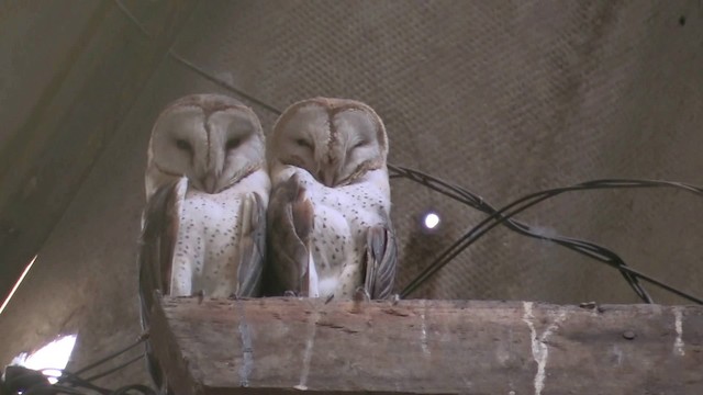 Barn Owl (African) - ML201064441