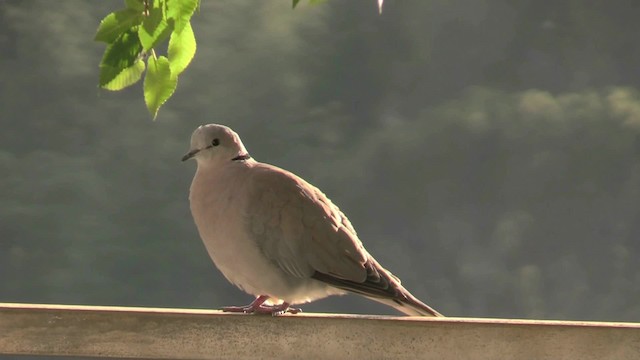 Ring-necked Dove - ML201064451