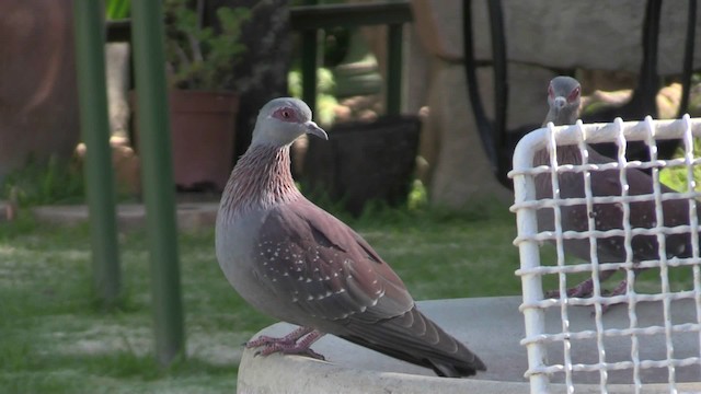 Speckled Pigeon - ML201064471