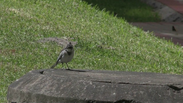 Cape Wagtail - ML201064551