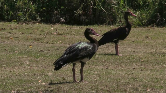 Spur-winged Goose (Southern) - ML201064621