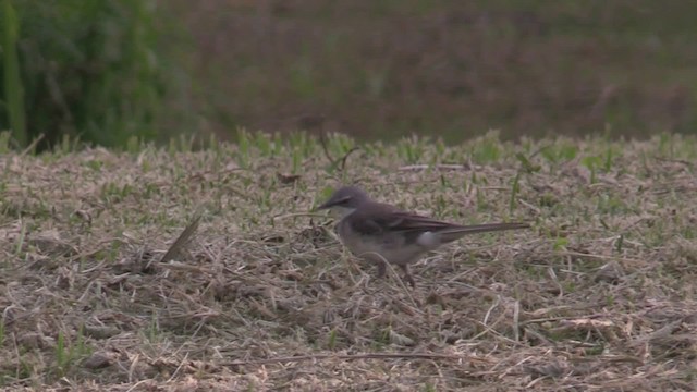 Cape Wagtail - ML201064641