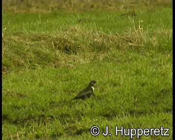 Ring Ouzel (Northern) - ML201064801