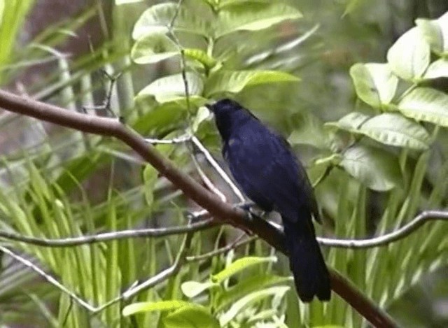 Black Catbird - ML201065341