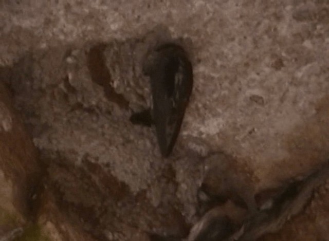 vlaštovka jeskynní (ssp. citata) - ML201065361